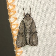 Acronicta connecta