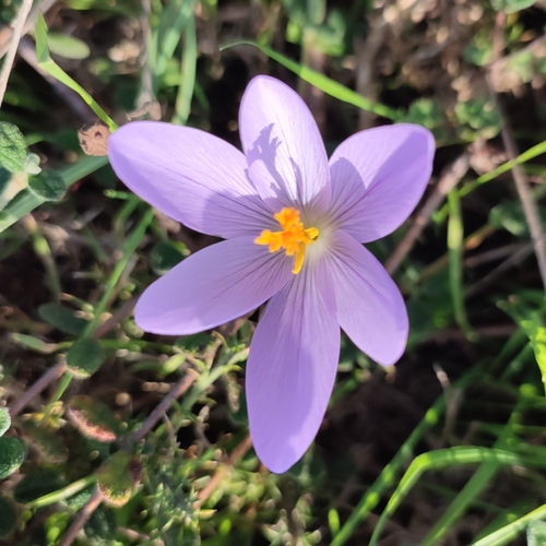 Crocus clusii, photograph 1