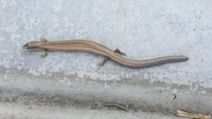 Ablepharus kitaibelii