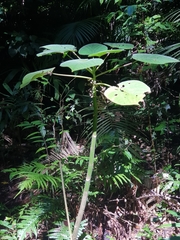 Dendrocnide moroides