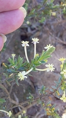 Struthiola leptantha
