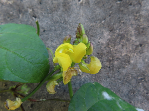 Image of Vigna angularis by (c) Timur Kalininsky, some rights reserved (CC BY)