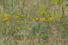 Tanacetum achilleifolium
