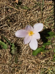 Colchicum autumnale