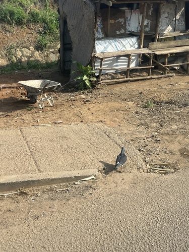 Feral Pigeon