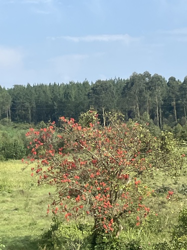 Redhot Poker Tree
