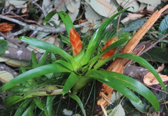 Tillandsia multicaulis