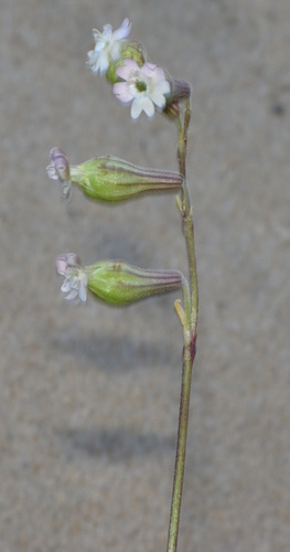 Image of Silene crassifolia by (c) Andrew Gillespie, some rights reserved (CC BY-SA)