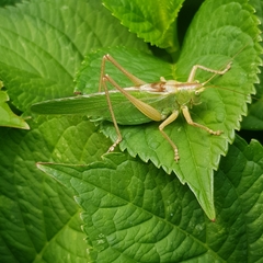 Tettigonia viridissima