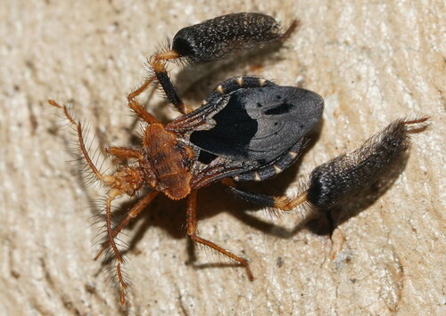 How to identify Ptilocnemus lemur (Westwood, 1840)