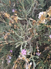 Limoniastrum monopetalum