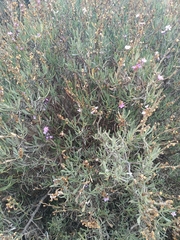 Limoniastrum monopetalum