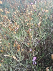 Limoniastrum monopetalum