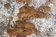 Metuloidea rhinocephala