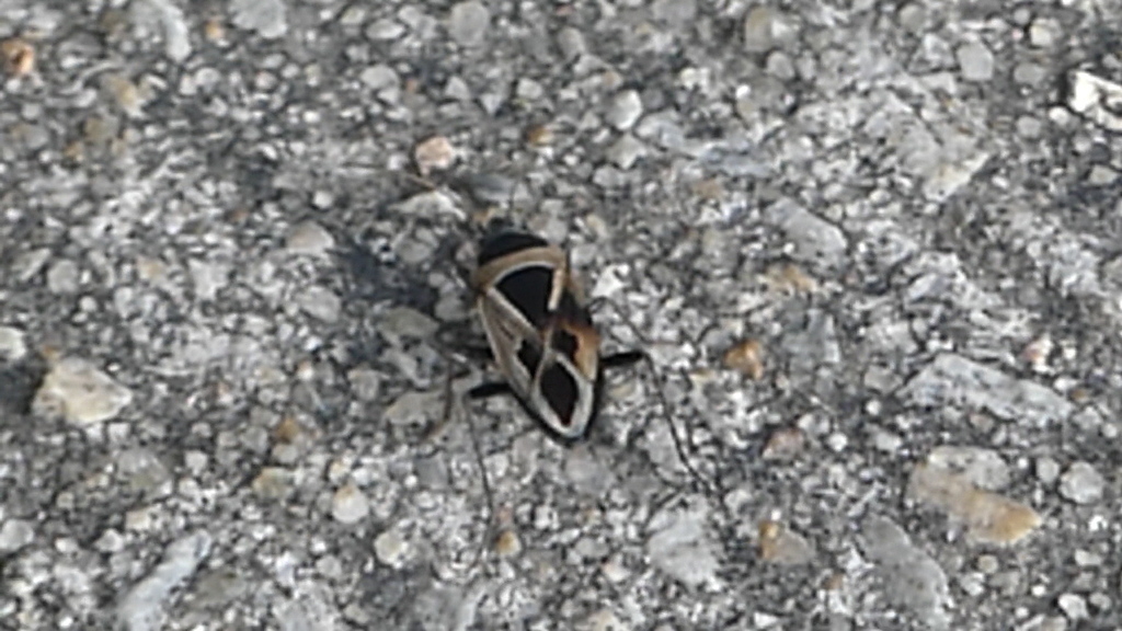 Texas Seed Insect Mediterranean Seed Bug from Cooper Creek Trail, Denton, TX, USA on ...