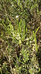 Struthiola leptantha