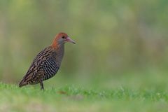 Lewin's Rail photo 2