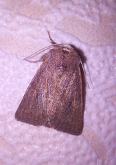 Photedes fluxa