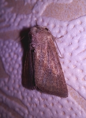 Photedes fluxa