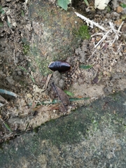 Opisthoplatia orientalis