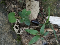 Opisthoplatia orientalis