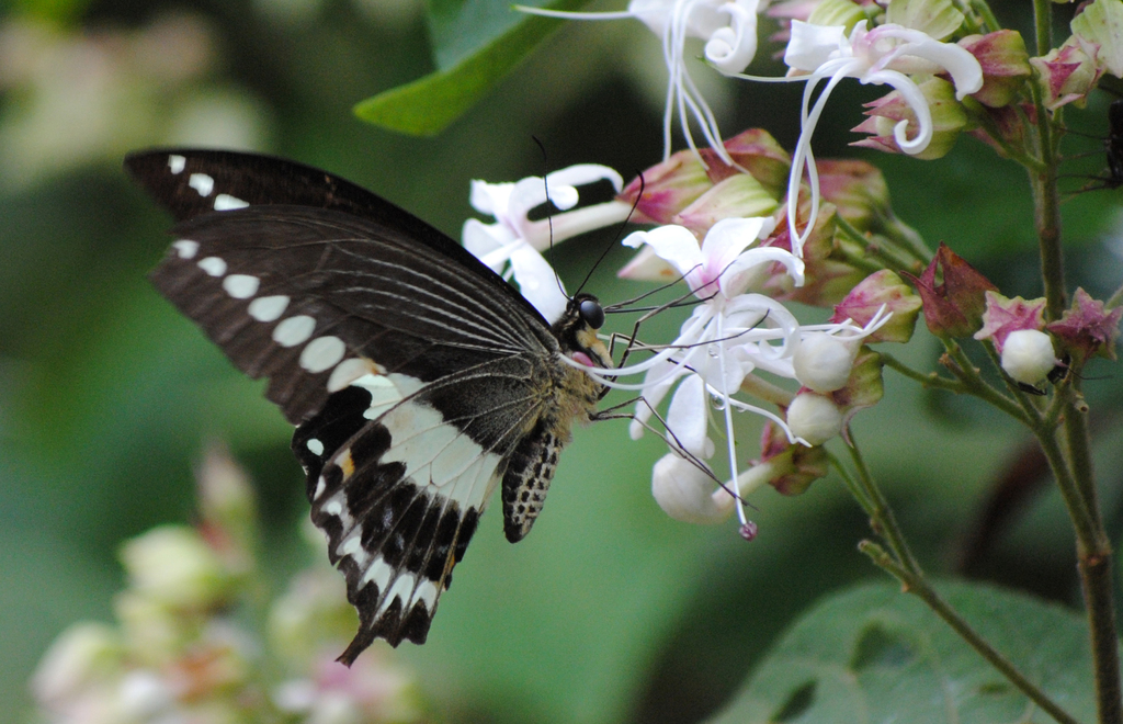 Malabar Banded Swallowtail