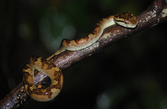 Craspedocephalus malabaricus