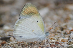 Colotis etrida