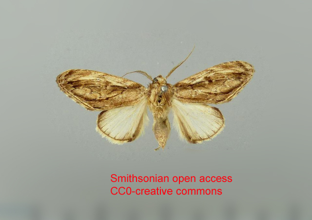 Pauluma minna
