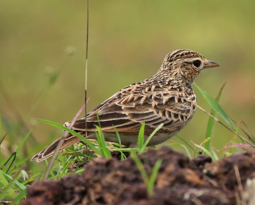 Oriental Skylark (Alauda gulgula), photo 7