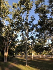 Eucalyptus platyphylla
