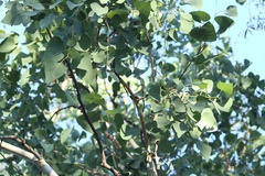 Eucalyptus platyphylla