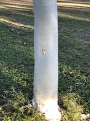 Eucalyptus platyphylla