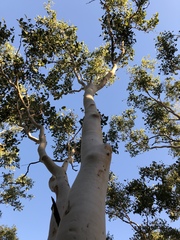 Eucalyptus platyphylla
