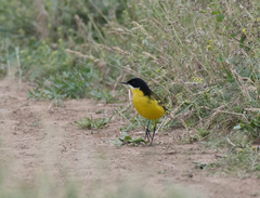 Motacilla flava feldegg