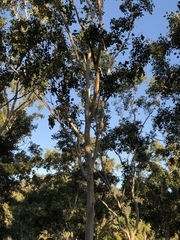 Eucalyptus platyphylla