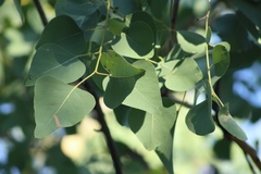 Eucalyptus platyphylla