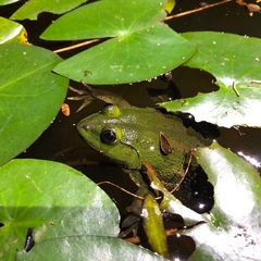 Euphlyctis hexadactyla