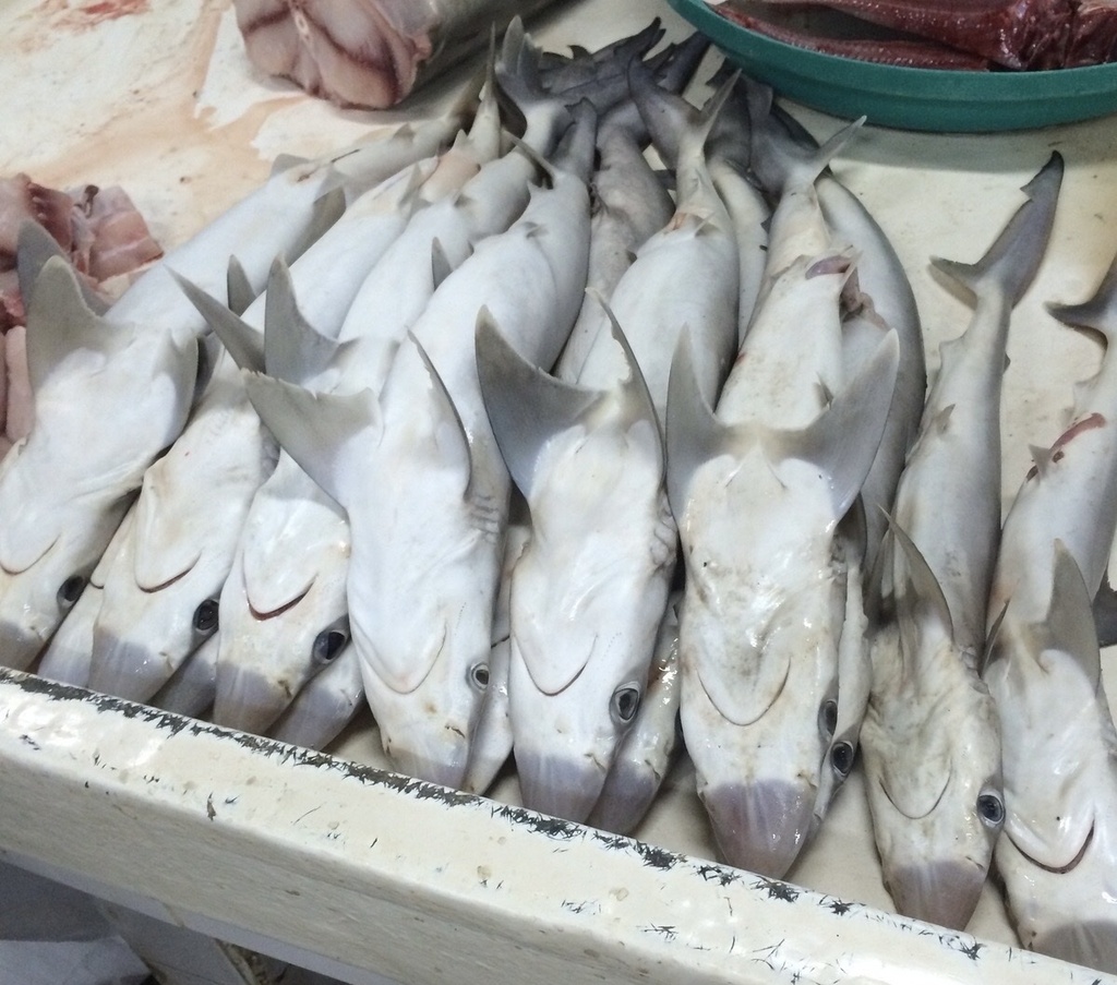 Sliteye shark