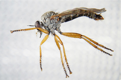 Neomochtherus schineri