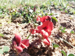 Indigofera procumbens