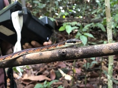 Dendrelaphis caudolineolatus