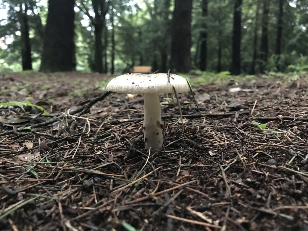 Russula cerolens