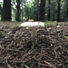 Russula cerolens