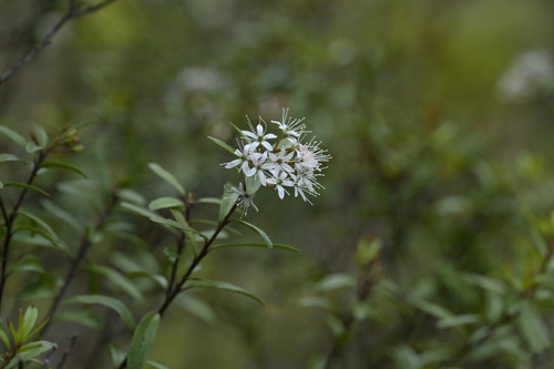 Image of Leionema nudum by (c) Christopher Stephens, some rights reserved (CC BY-SA)