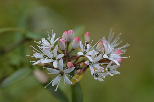Image of Leionema nudum by (c) Christopher Stephens, some rights reserved (CC BY-SA)