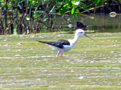 Himantopus himantopus