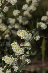 Discaria pubescens
