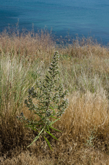 Echium italicum biebersteinii