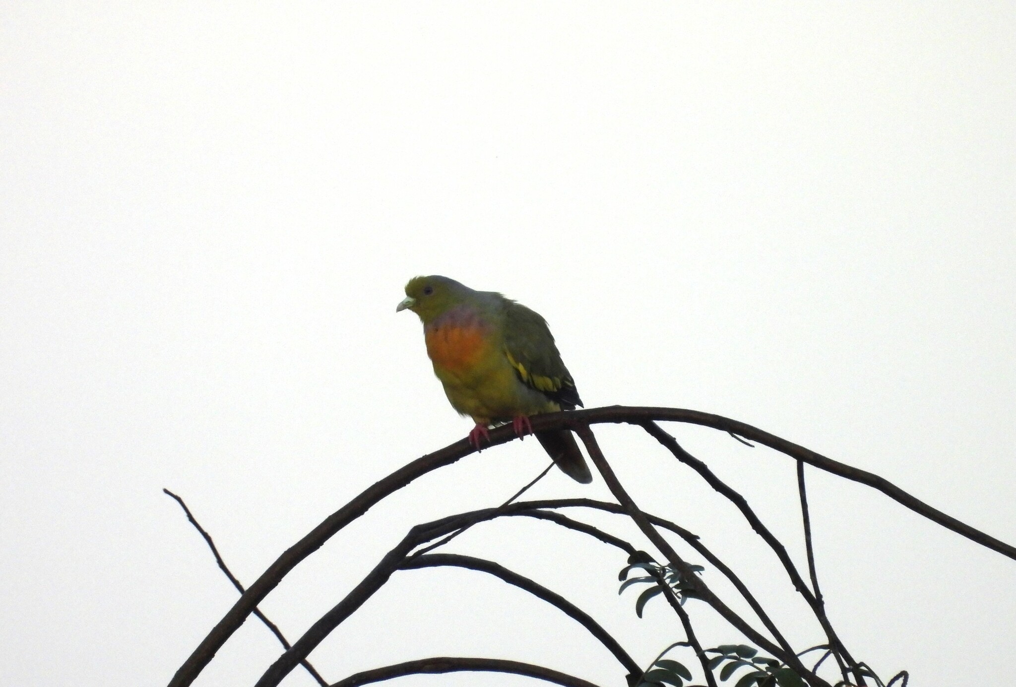 Orange-breasted Green Pigeon